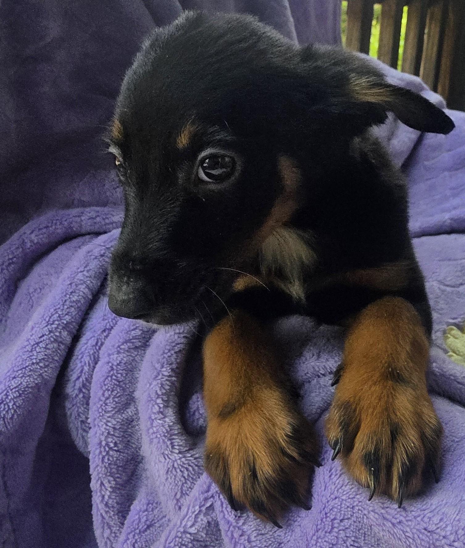Prince, adopted, Puppy Male Catahoula Leopard Dog.