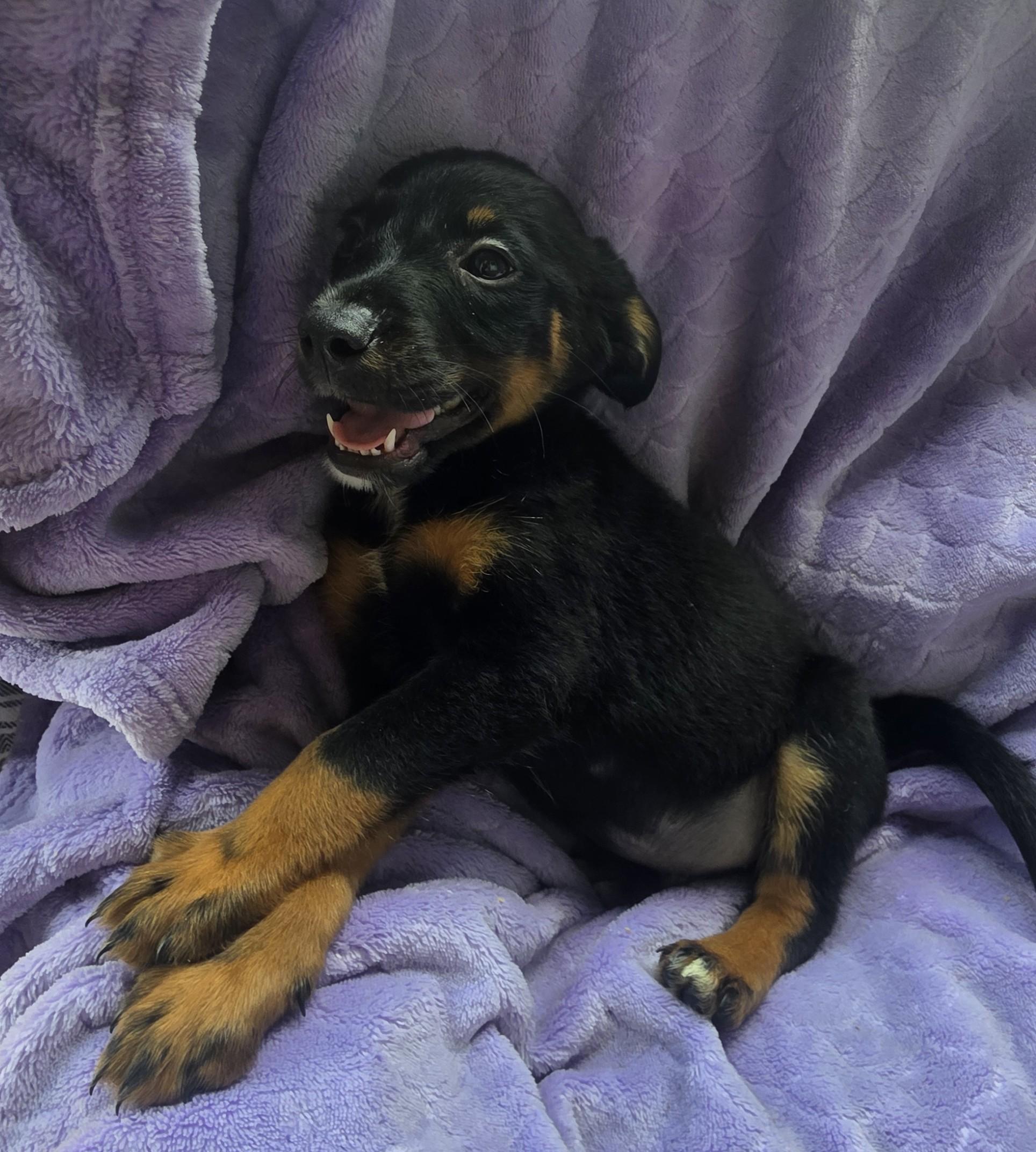 Enlarge Prince, an adopted Catahoula Leopard Dog in Boca Raton, FL image 2/5