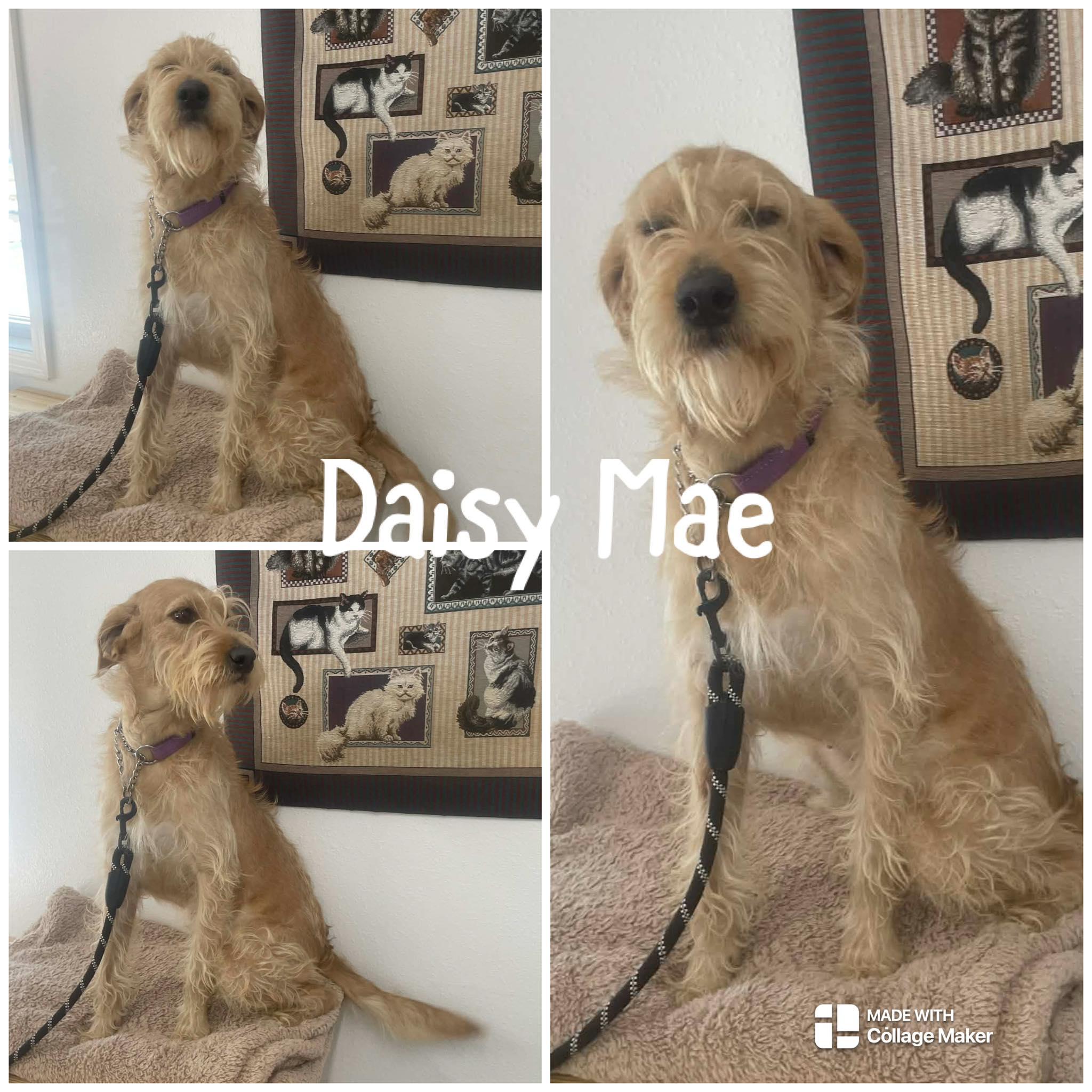 Enlarge Daisy Mae, an adopted Goldendoodle in Saint James, MO image 1/1