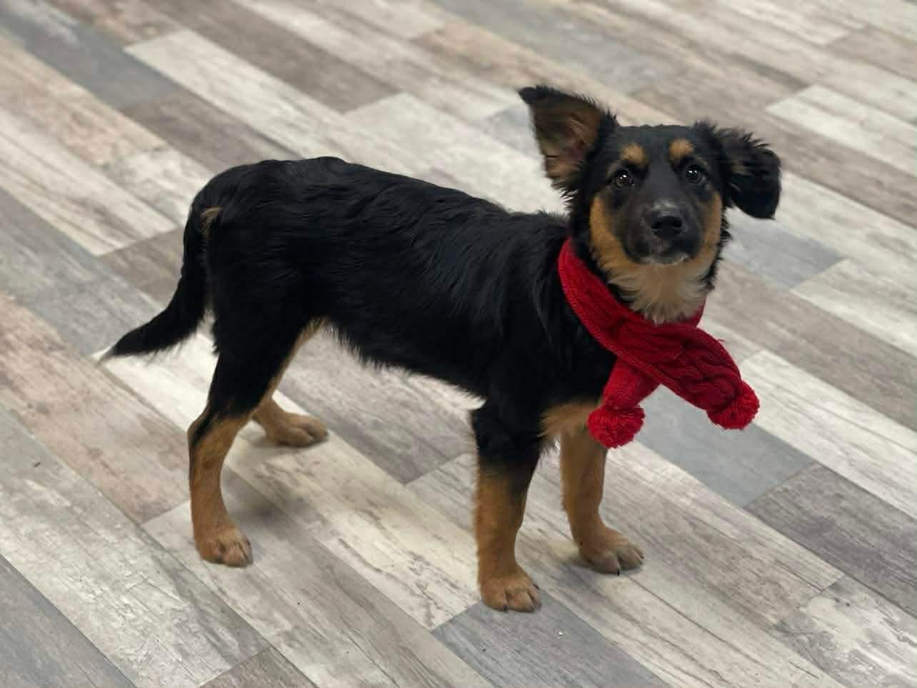 Chloe, ADOPTABLE, Young Female Mixed Breed.