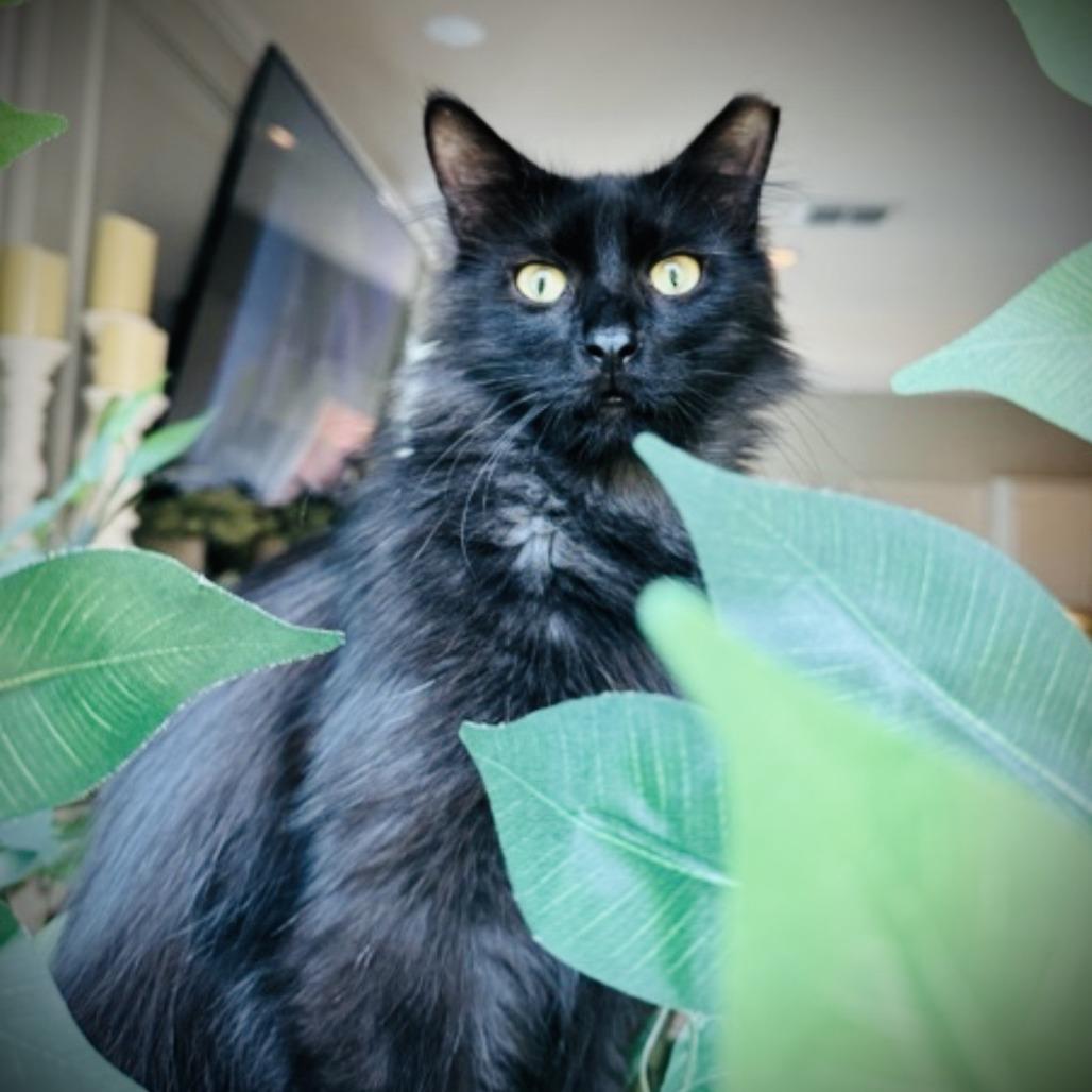 Bear, Adoptable, Adult Male Domestic Long Hair.