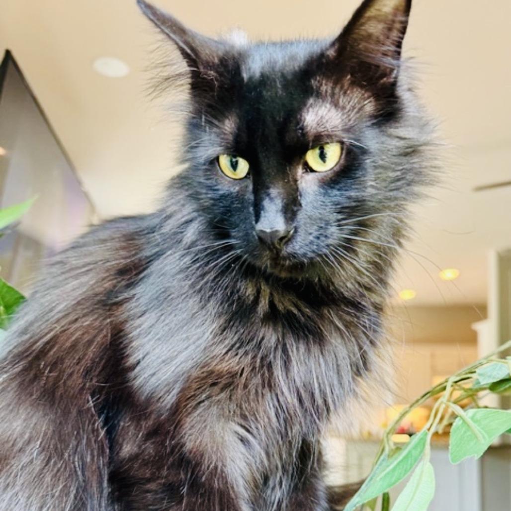 Enlarge Bear, a Adoptable Domestic Long Hair in Fort Worth, TX image 2/4