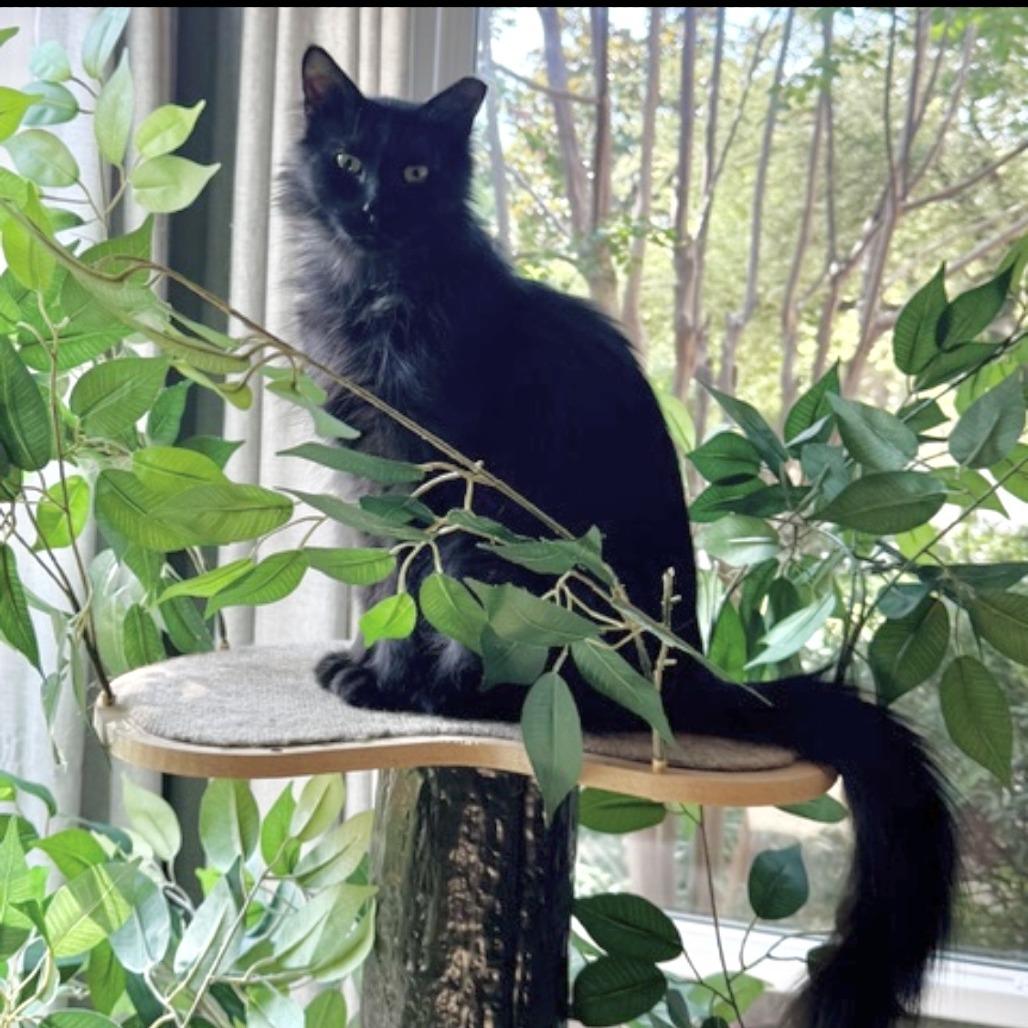 Bear, Adoptable, Adult Male Domestic Long Hair.