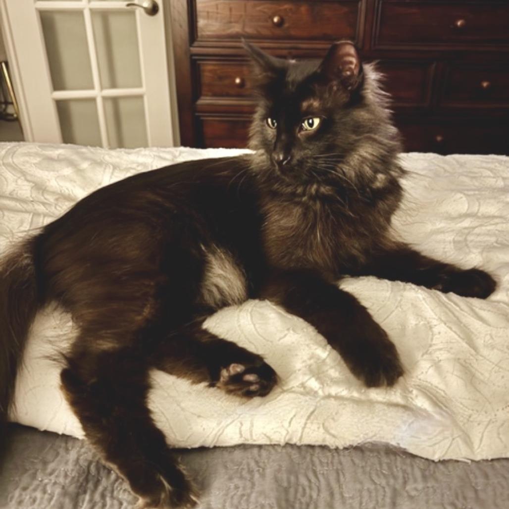 Enlarge Bear, a Adoptable Domestic Long Hair in Fort Worth, TX image 3/4