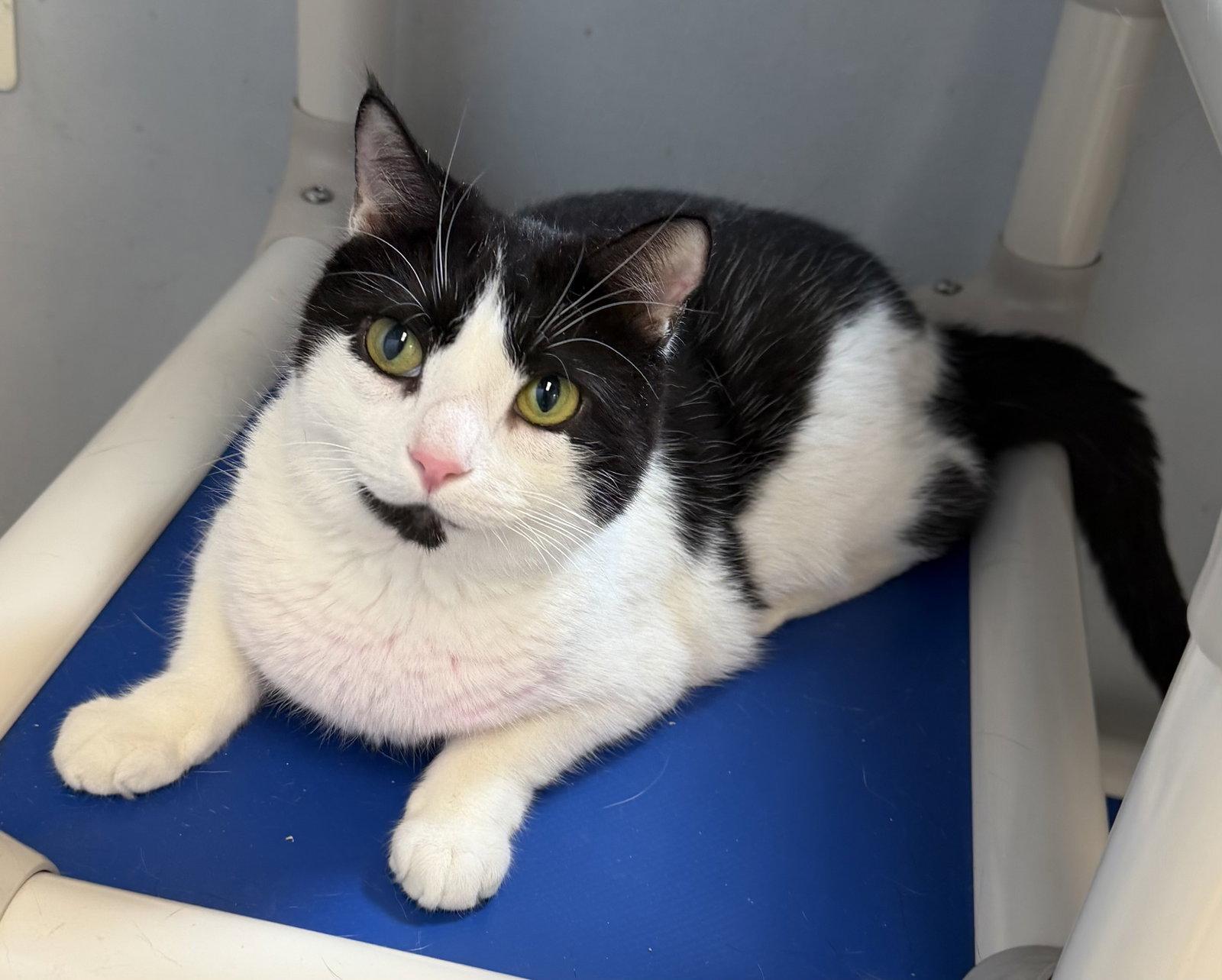 Paisley (CH), Adoptable, Young Female Domestic Short Hair.