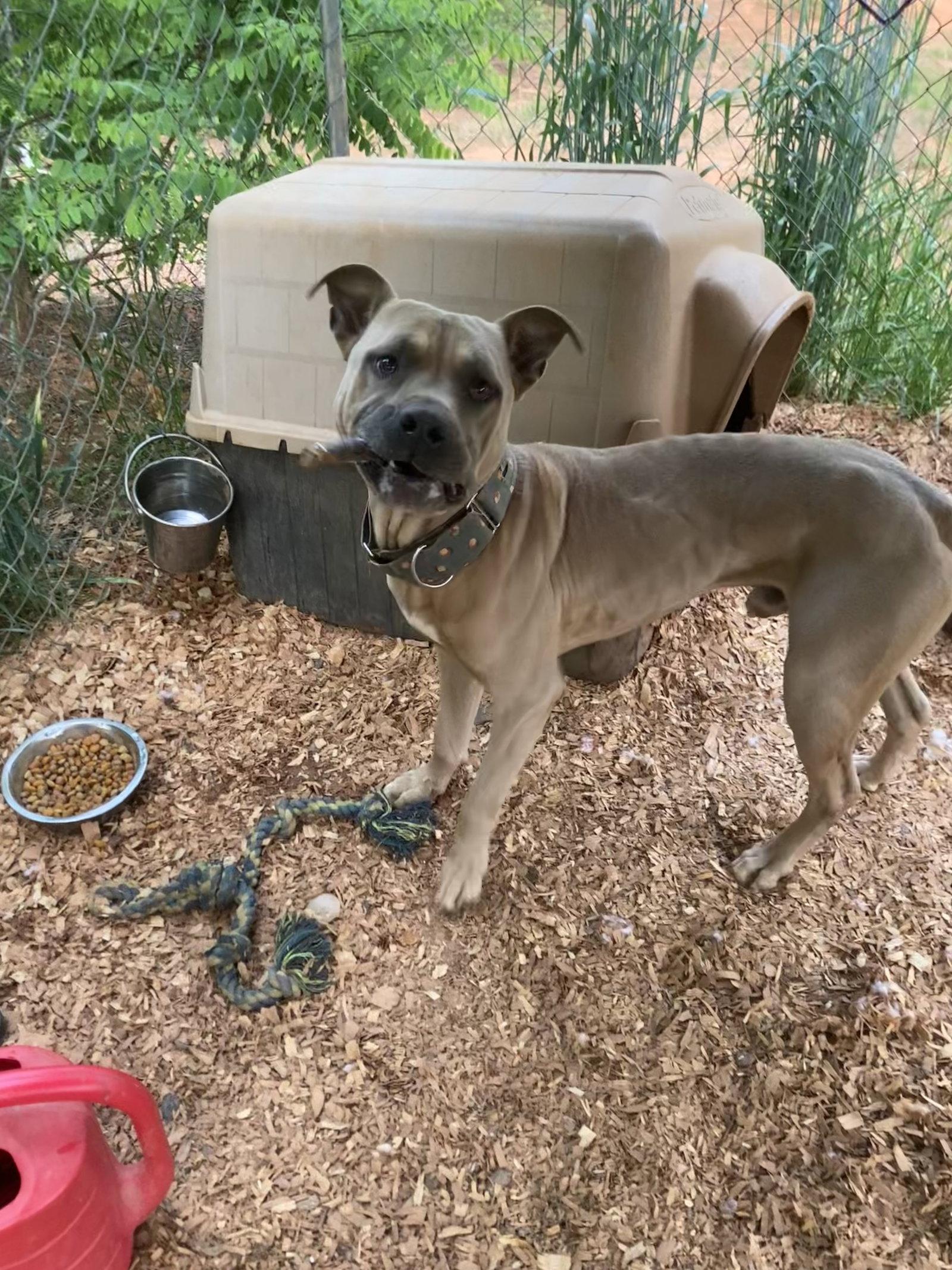 Bentley, Adoptable, Adult Male Pit Bull Terrier.