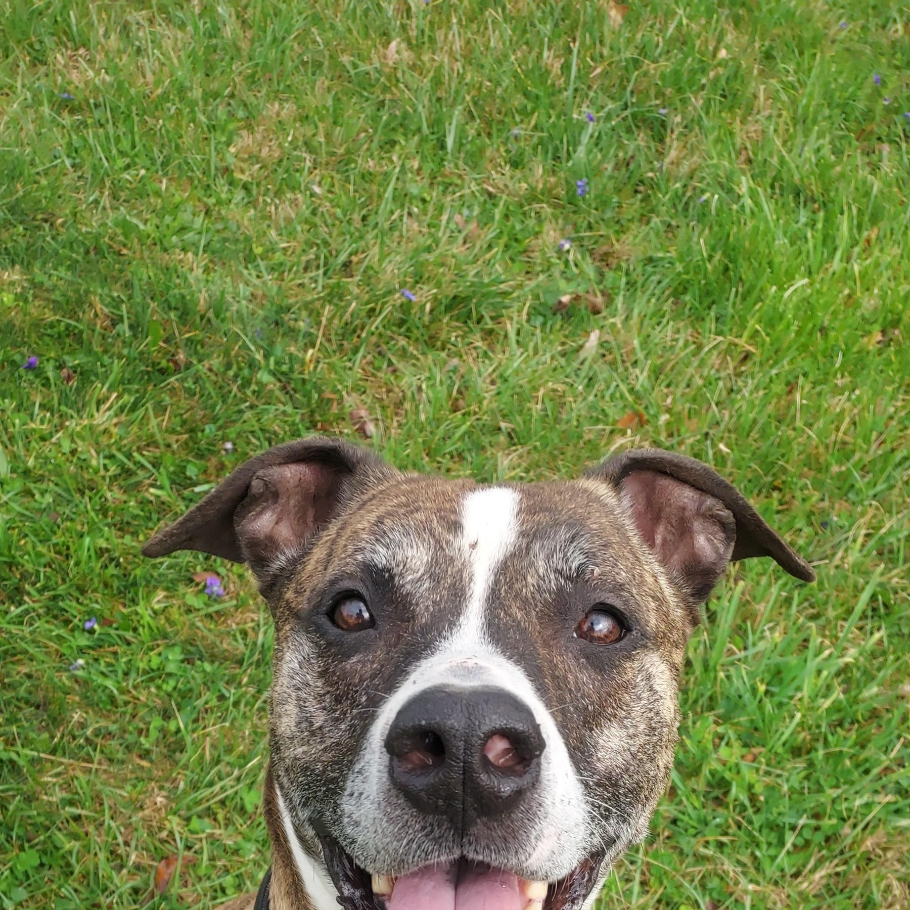 Enlarge Rudd, a Adoptable mixed breed in Saint Clairsville, OH image 4/4