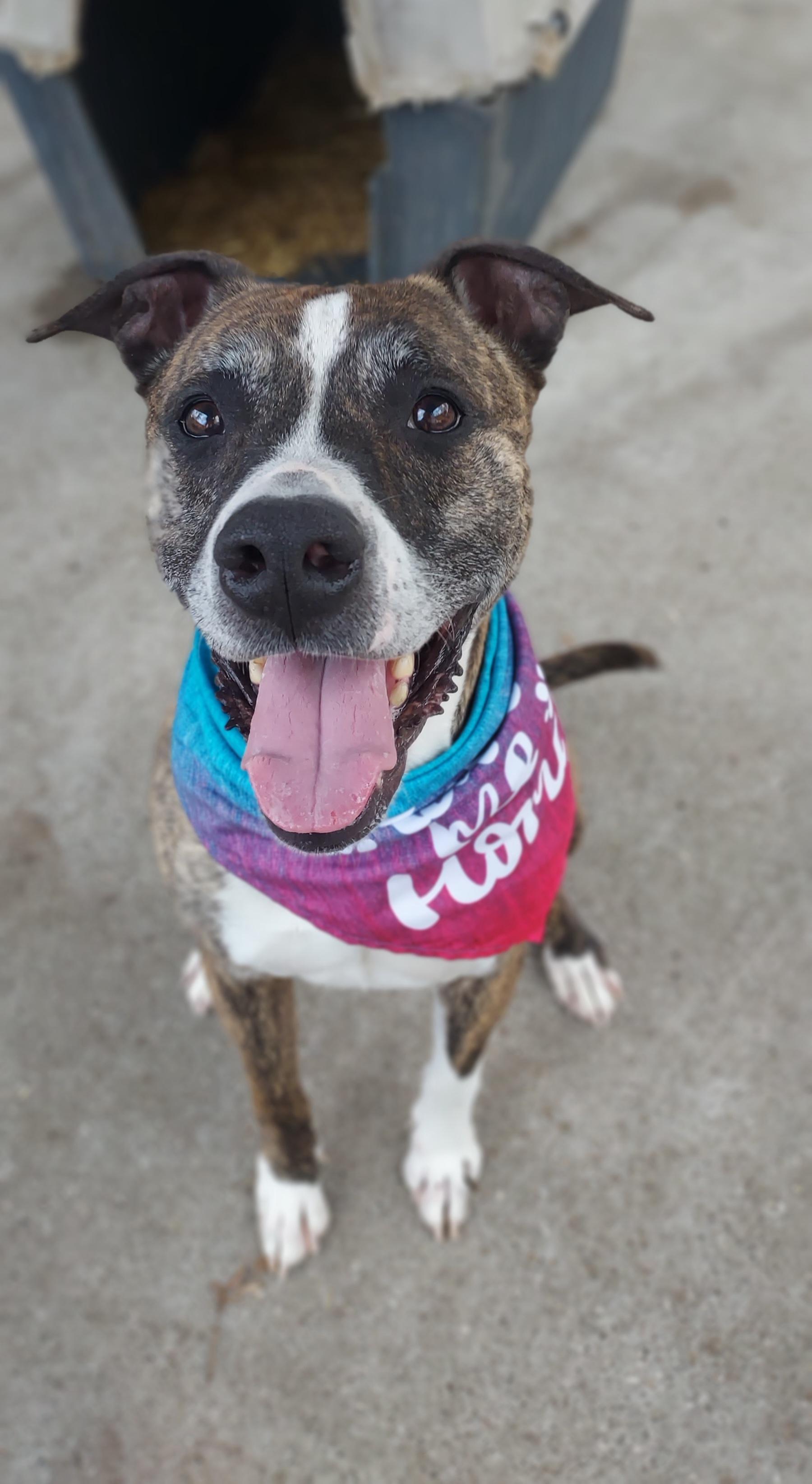 Enlarge Rudd, a Adoptable mixed breed in Saint Clairsville, OH image 2/4