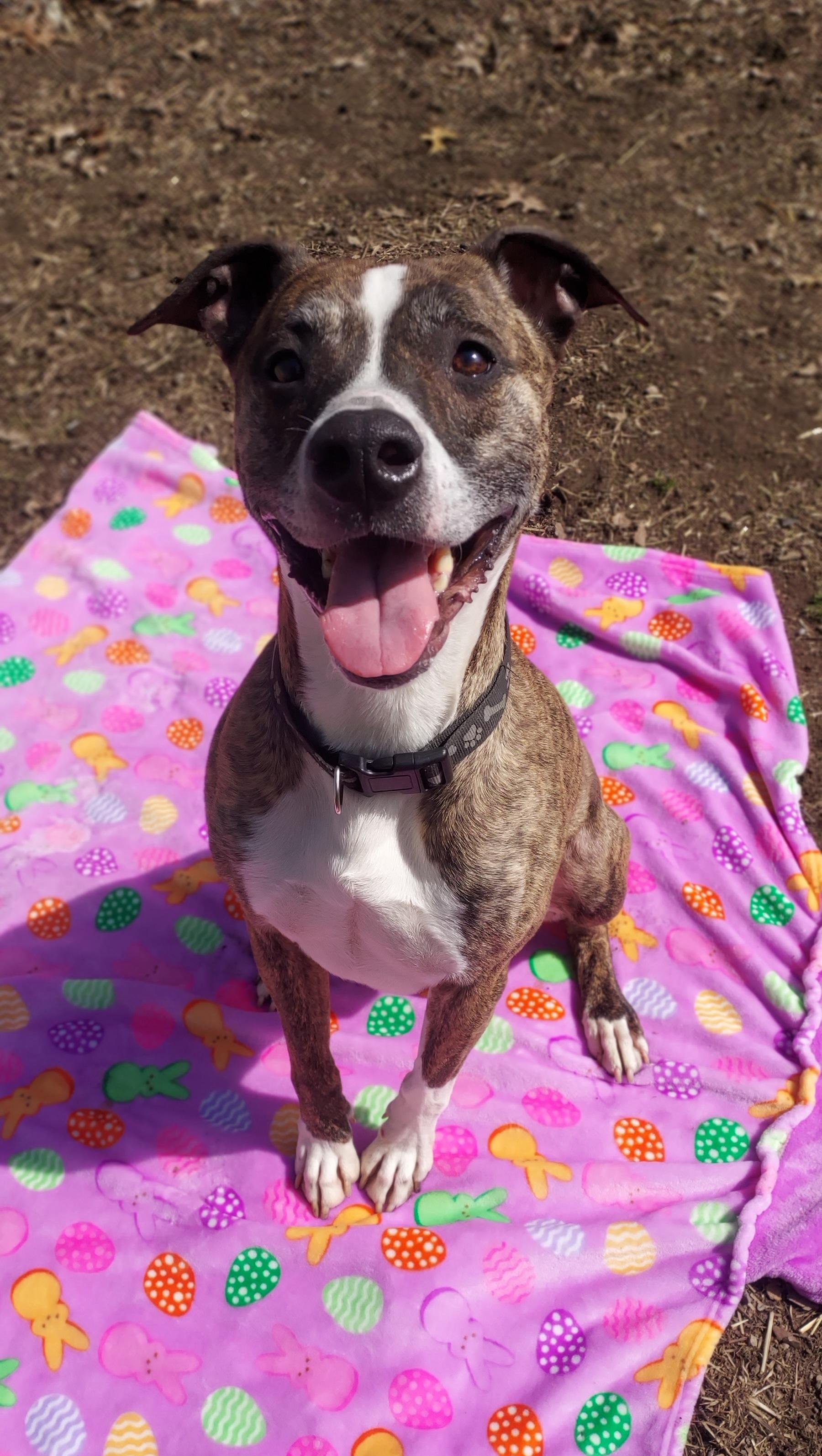Rudd, Adoptable, Young Male Boxer & Mixed Breed.