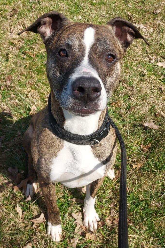 Rudd, a Adoptable mixed breed in Saint Clairsville, OH image 1/3