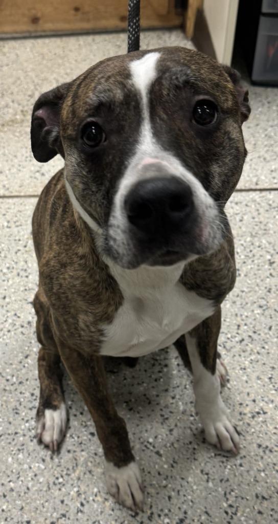 Rudd, a Adoptable mixed breed in Saint Clairsville, OH image 2/3