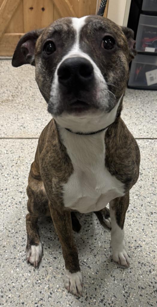 Rudd, a Adoptable mixed breed in Saint Clairsville, OH image 3/3