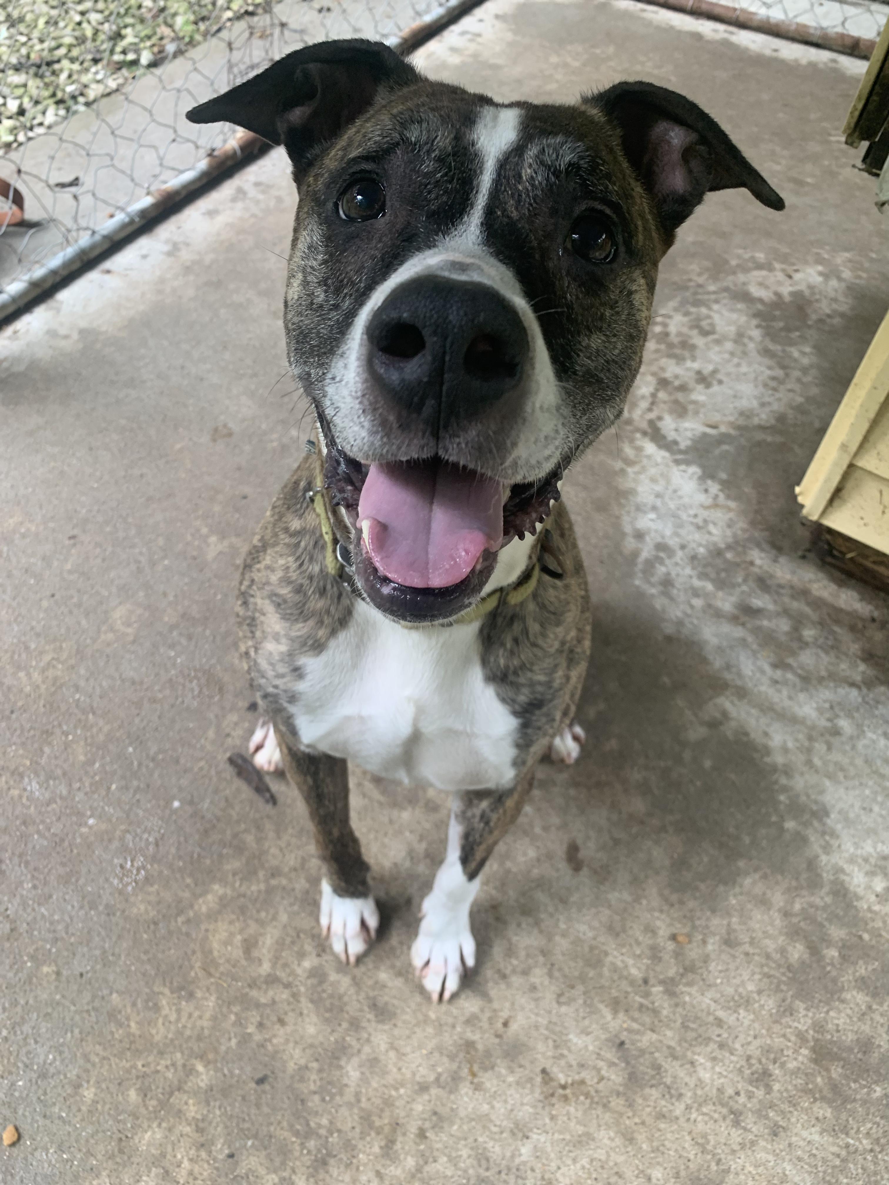 Enlarge Rudd, a Adoptable mixed breed in Saint Clairsville, OH image 3/4