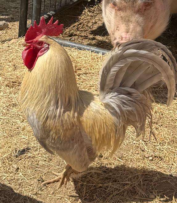 Enlarge Regal, a ADOPTABLE Chicken in Redlands, CA image 1/1