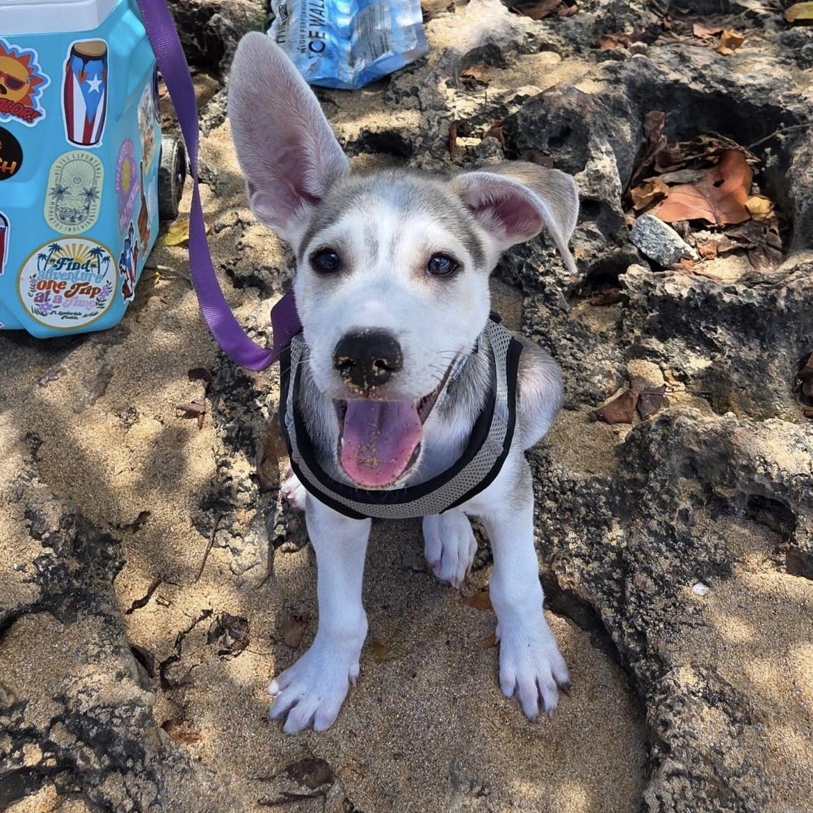 Cognac , a ADOPTABLE mixed breed in Pelham, NH image 1/6
