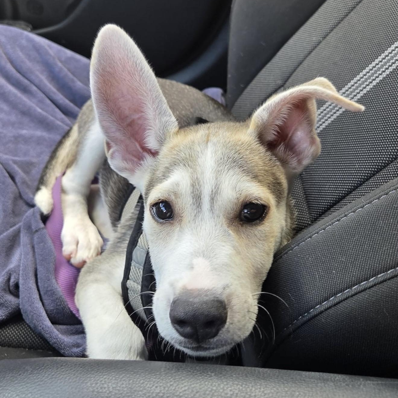 Cognac , a ADOPTABLE mixed breed in Pelham, NH image 2/6