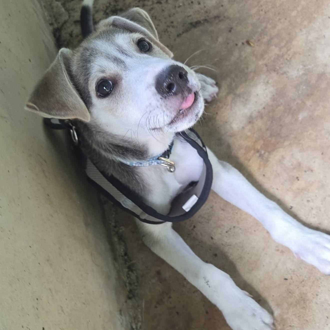 Cognac , a ADOPTABLE mixed breed in Pelham, NH image 3/6