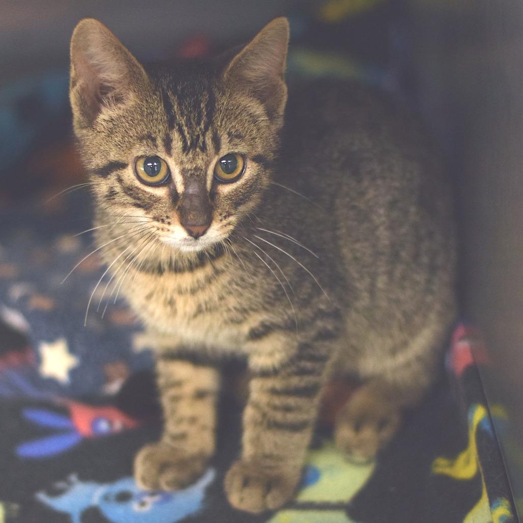 Mochi -Wild Birds Unltd Swansea, Adoptable, Kitten Male Domestic Short Hair.