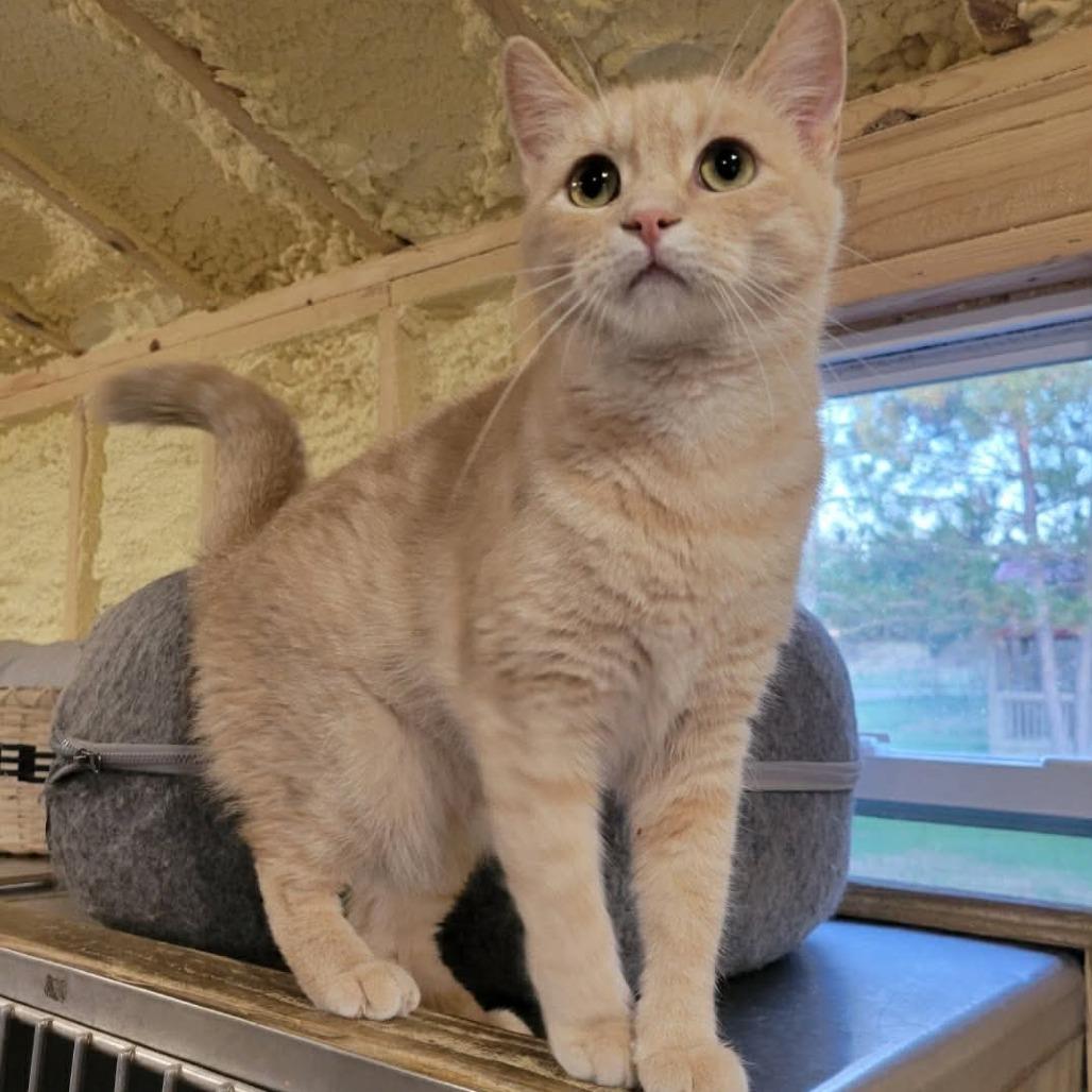 Dreamsicle, Adoptable, Adult Female Domestic Short Hair.