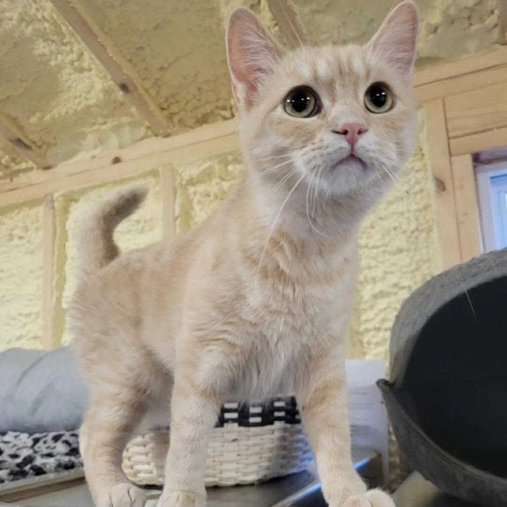 Dreamsicle, a Adoptable Domestic Short Hair in Park Falls, WI image 2/2
