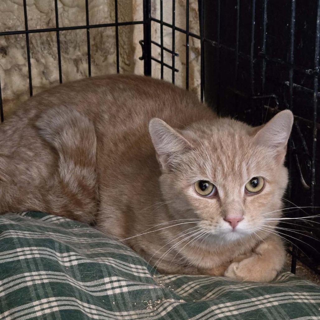 Enlarge Dreamsicle, a Adoptable Domestic Short Hair in Park Falls, WI image 1/1
