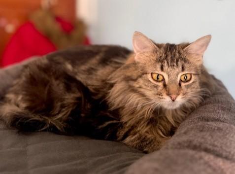 Maisy, an adoptable Domestic Long Hair in Pasco, WA, 99301 | Photo Image 4