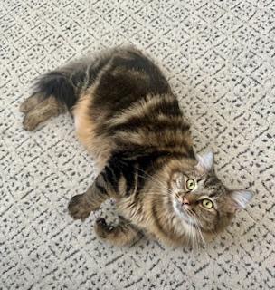 Maisy, an adoptable Domestic Long Hair in Pasco, WA, 99301 | Photo Image 1