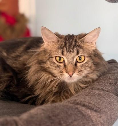 Maisy, an adoptable Domestic Long Hair in Pasco, WA, 99301 | Photo Image 5