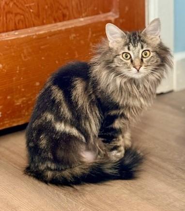 Maisy, an adoptable Domestic Long Hair in Pasco, WA, 99301 | Photo Image 3