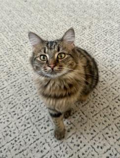 Maisy, an adoptable Domestic Long Hair in Pasco, WA, 99301 | Photo Image 6