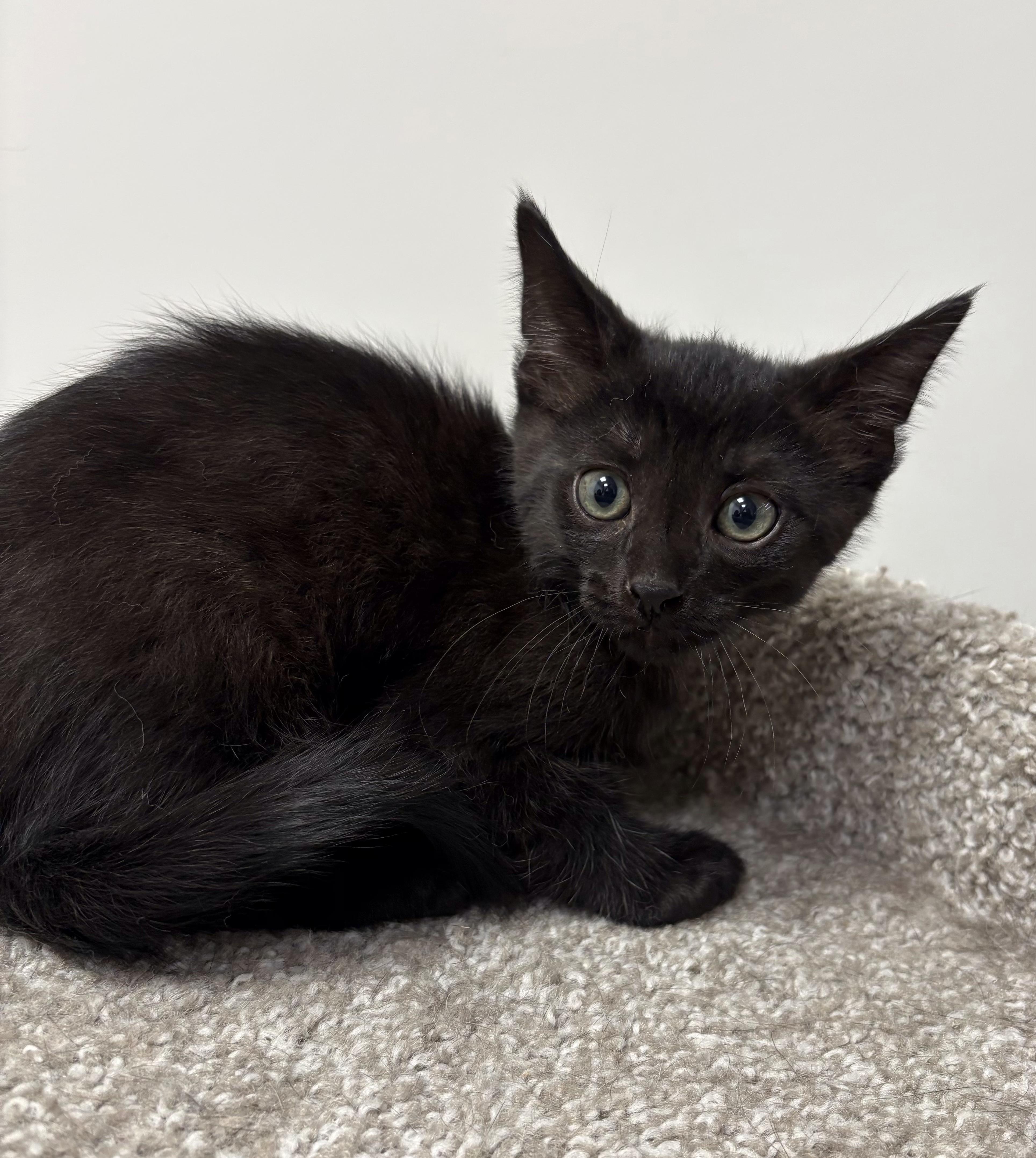 Enlarge Fritter, a Adoptable Domestic Short Hair in Pickering, ON image 1/1