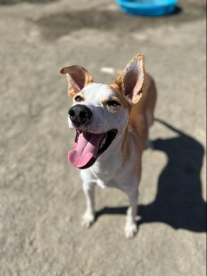 Enlarge Rudy, a Adoptable mixed breed in Visalia, CA image 1/3