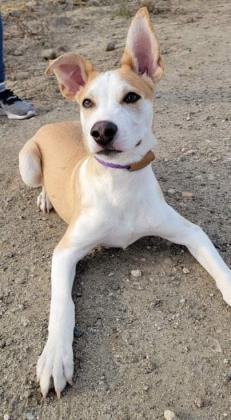 Enlarge Rudy, a Adoptable mixed breed in Visalia, CA image 2/3