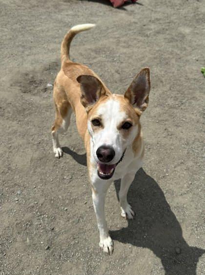 Enlarge Rudy, a Adoptable mixed breed in Visalia, CA image 3/3