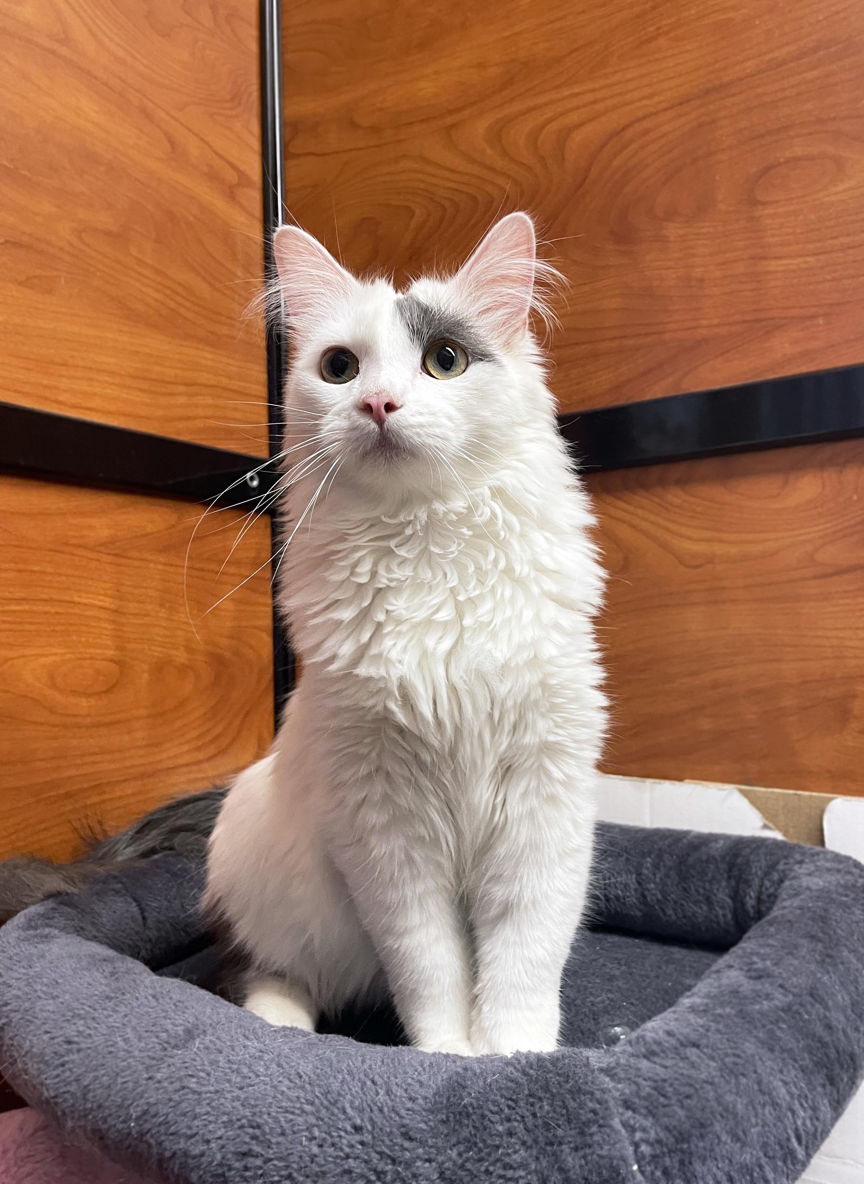 Enlarge Hudson, an adopted Domestic Medium Hair in Centerville, UT image 6/6