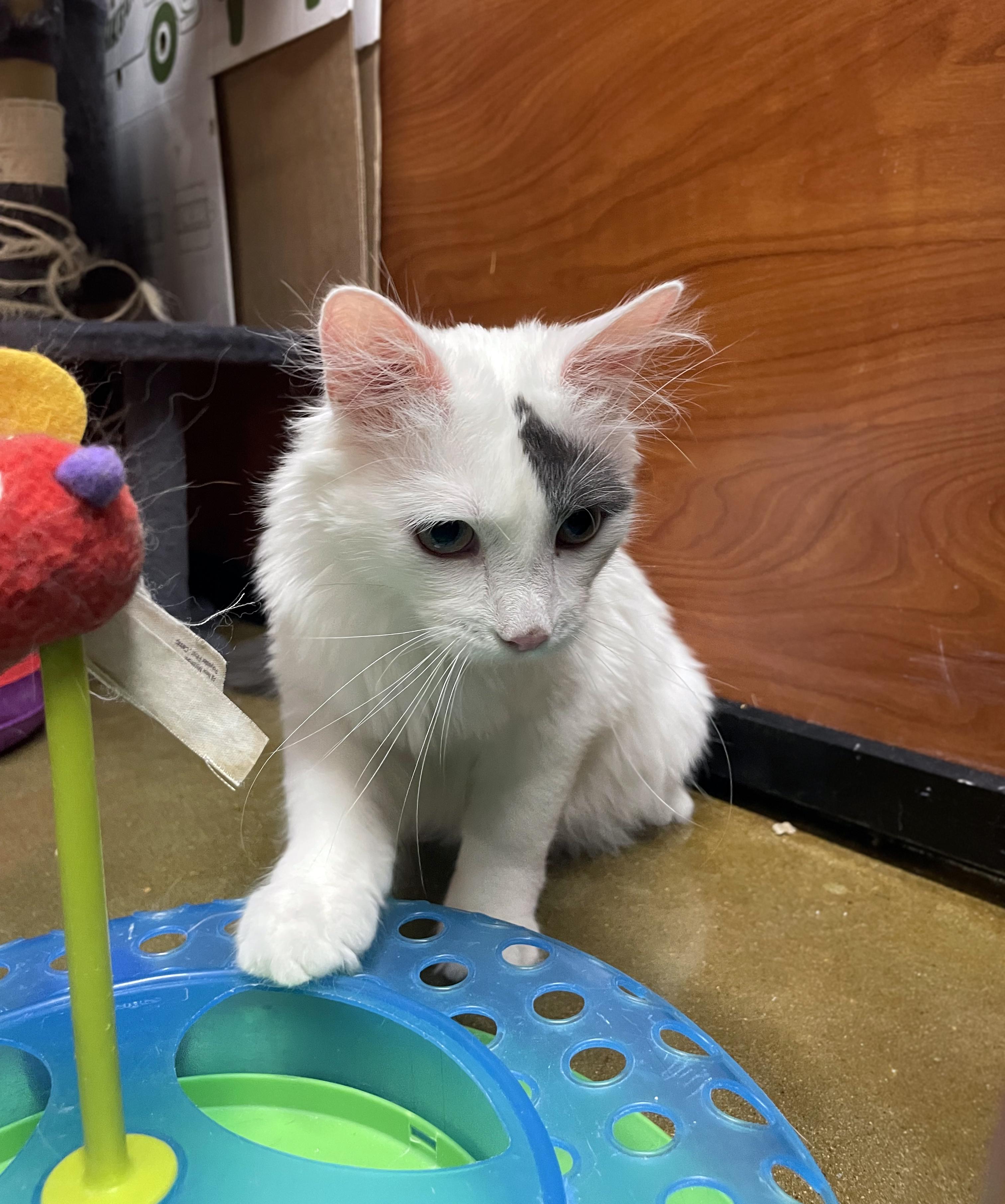 Enlarge Hudson, an adopted Domestic Medium Hair in Centerville, UT image 3/6