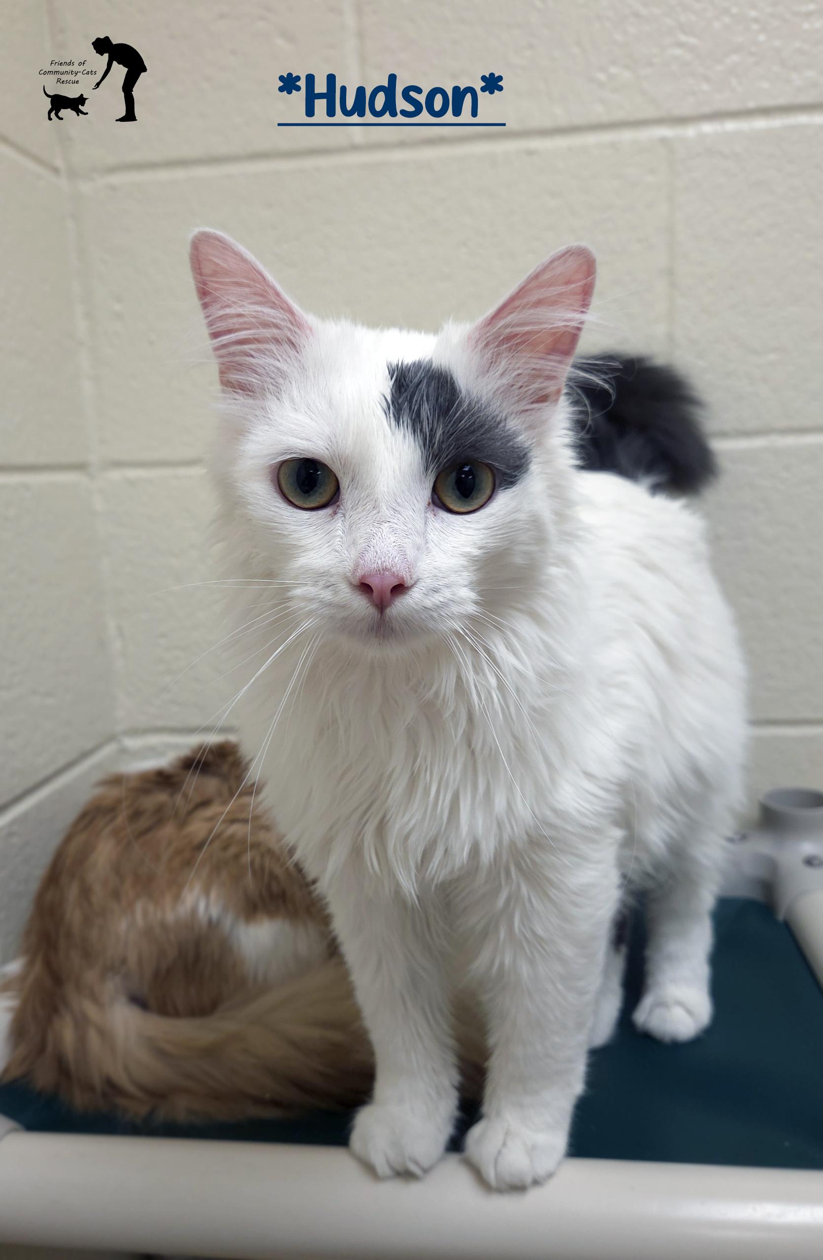 Hudson, ADOPTABLE, Adult Male Domestic Medium Hair.