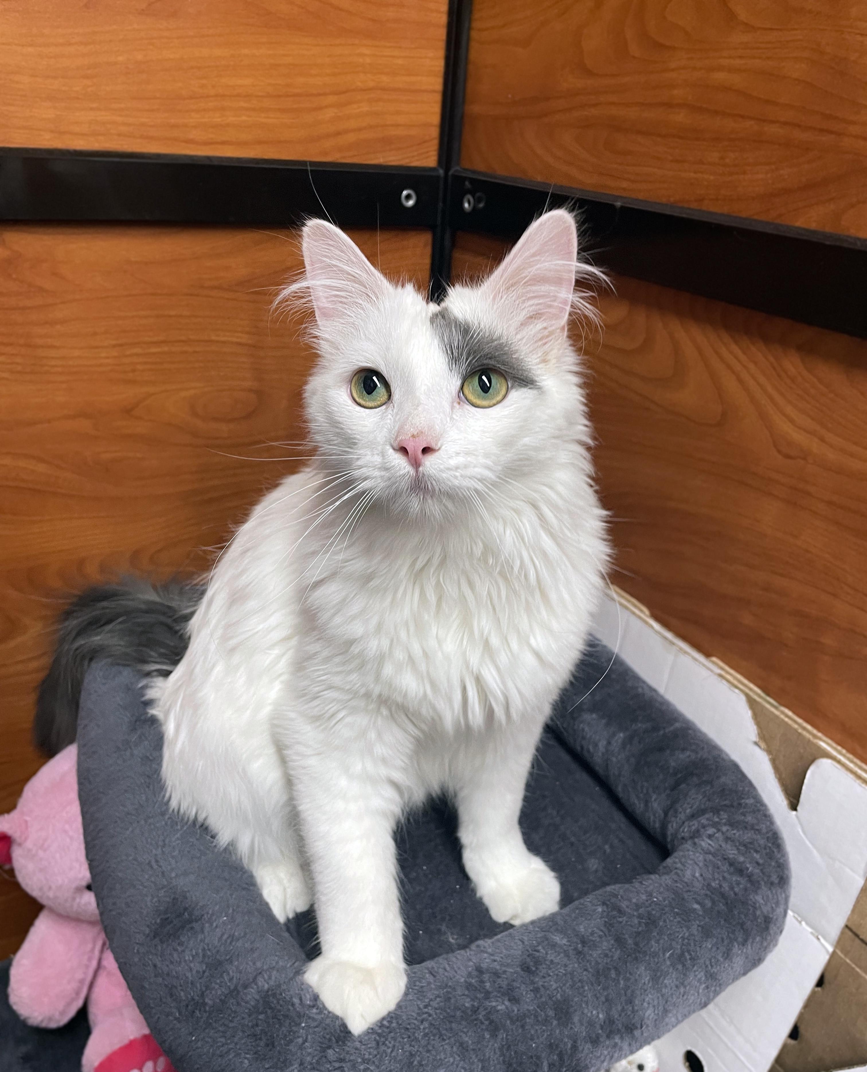 Enlarge Hudson, an adopted Domestic Medium Hair in Centerville, UT image 2/6
