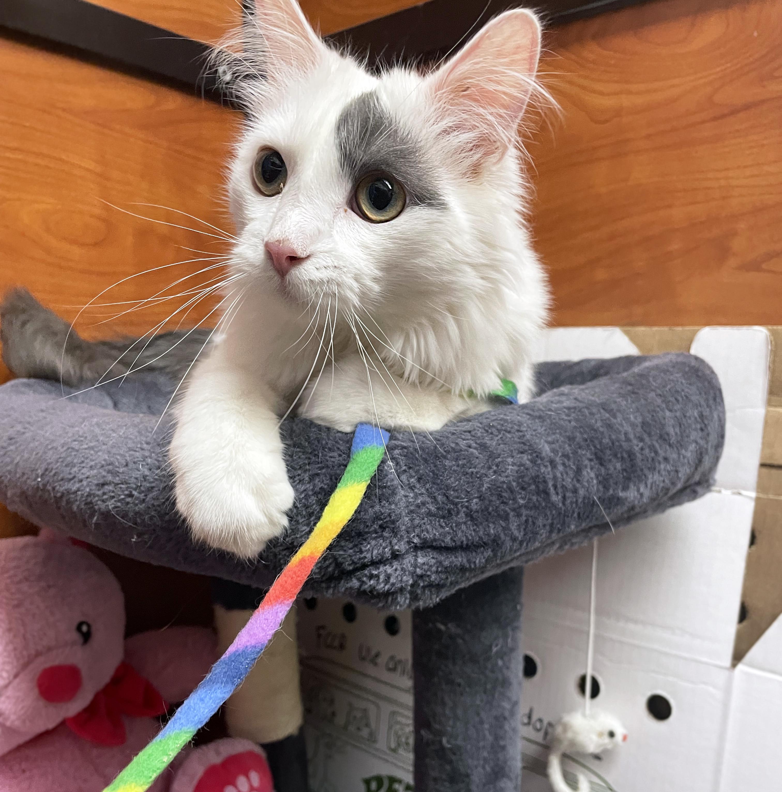 Enlarge Hudson, an adopted Domestic Medium Hair in Centerville, UT image 5/6