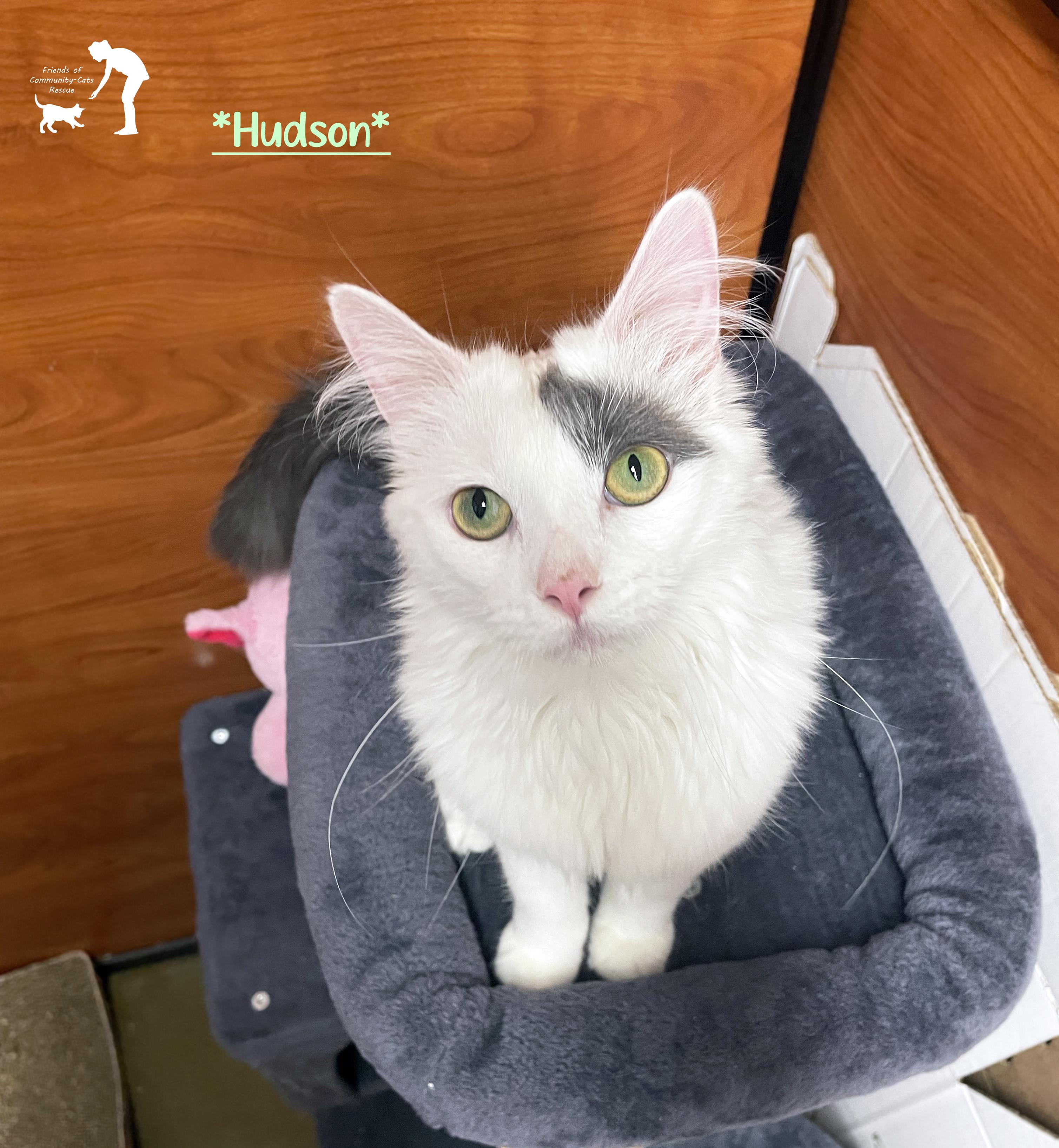 Hudson, adopted, Adult Male Domestic Medium Hair.