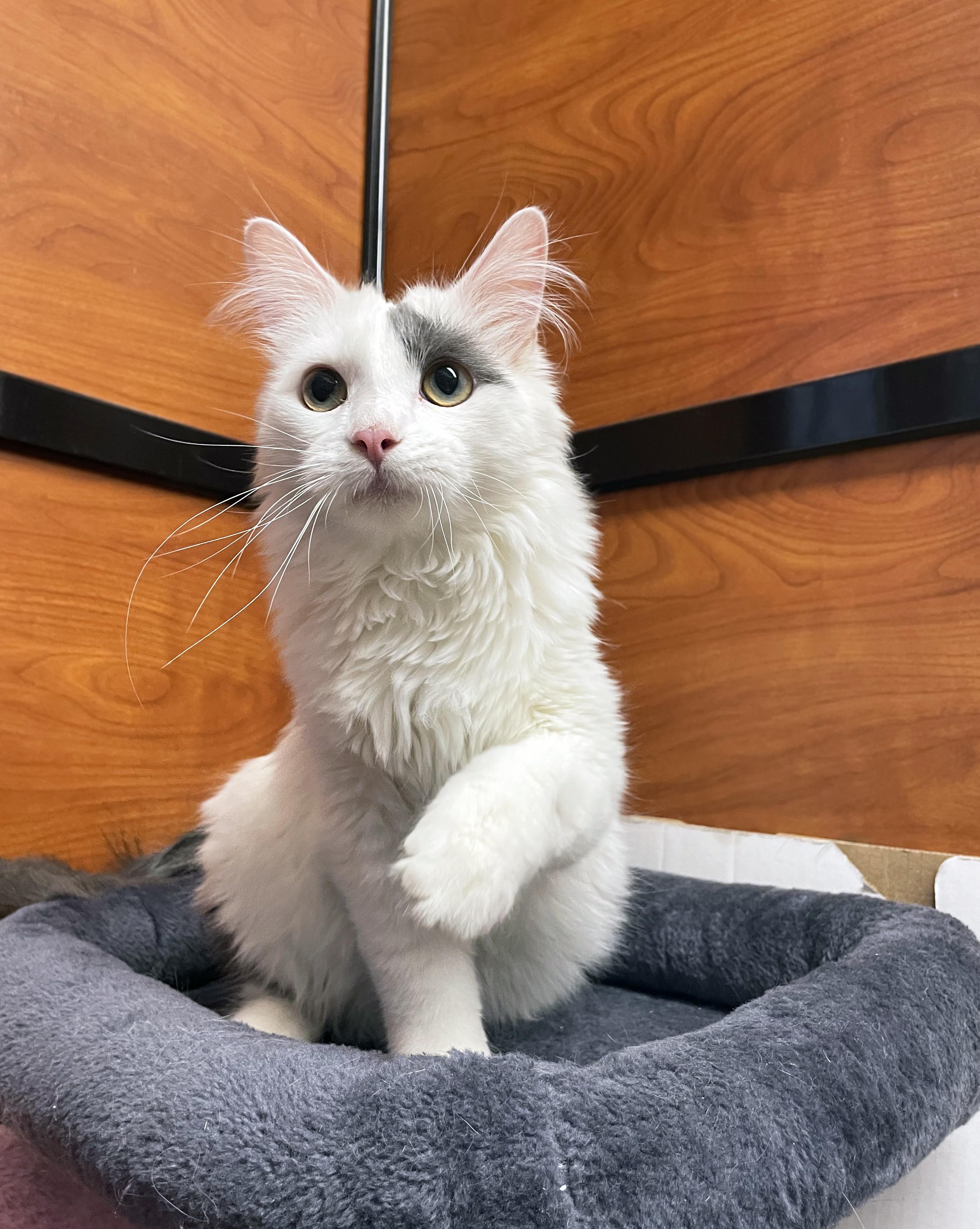 Enlarge Hudson, an adopted Domestic Medium Hair in Centerville, UT image 4/6