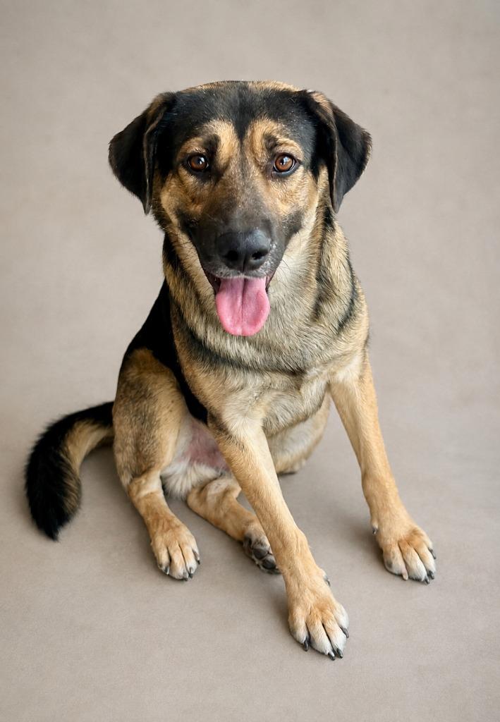 Jimbo, Adoptable, Adult Male German Shepherd Dog.