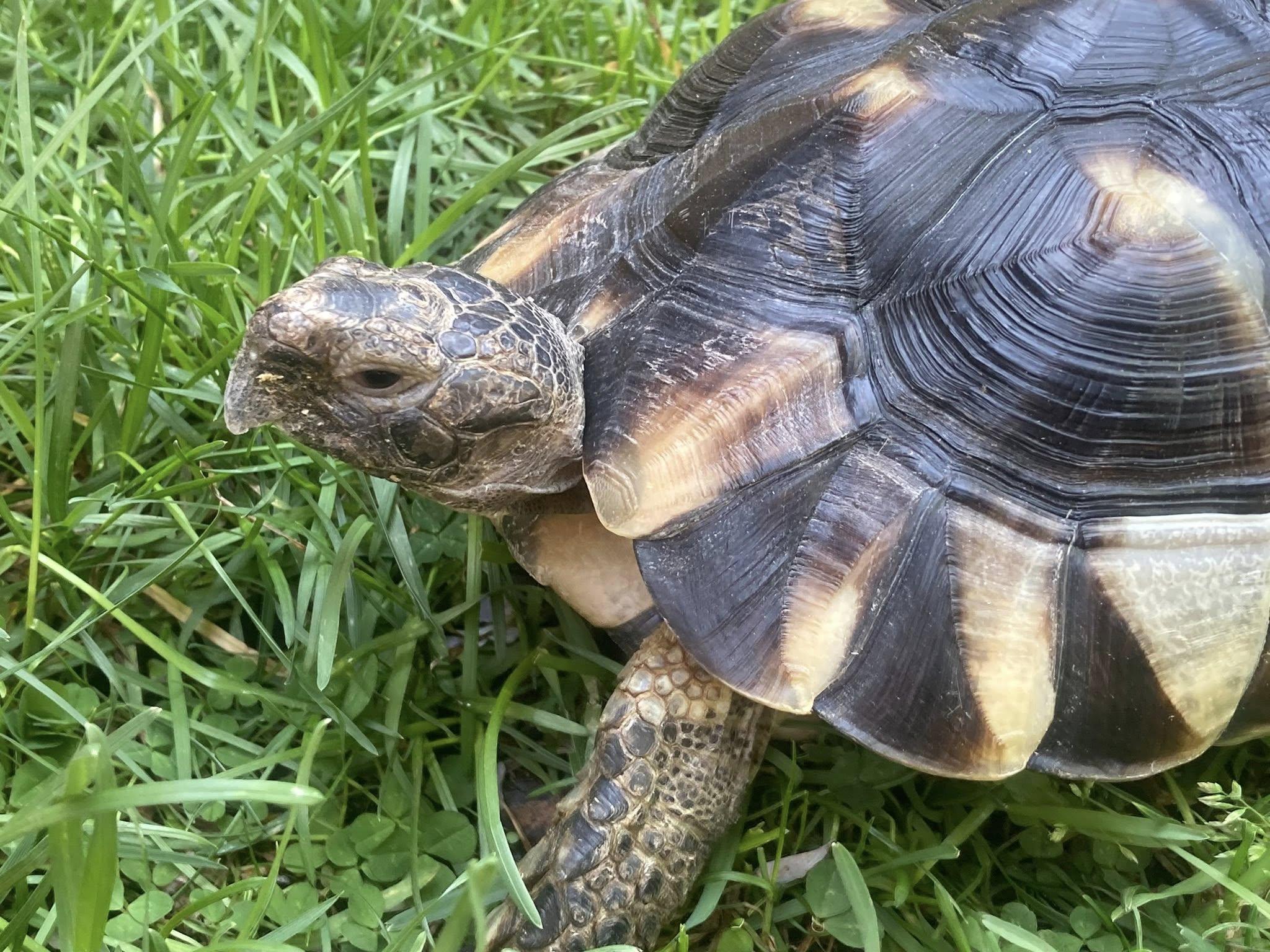 Marlin, a ADOPTABLE Tortoise in Palmerton, PA image 1/4