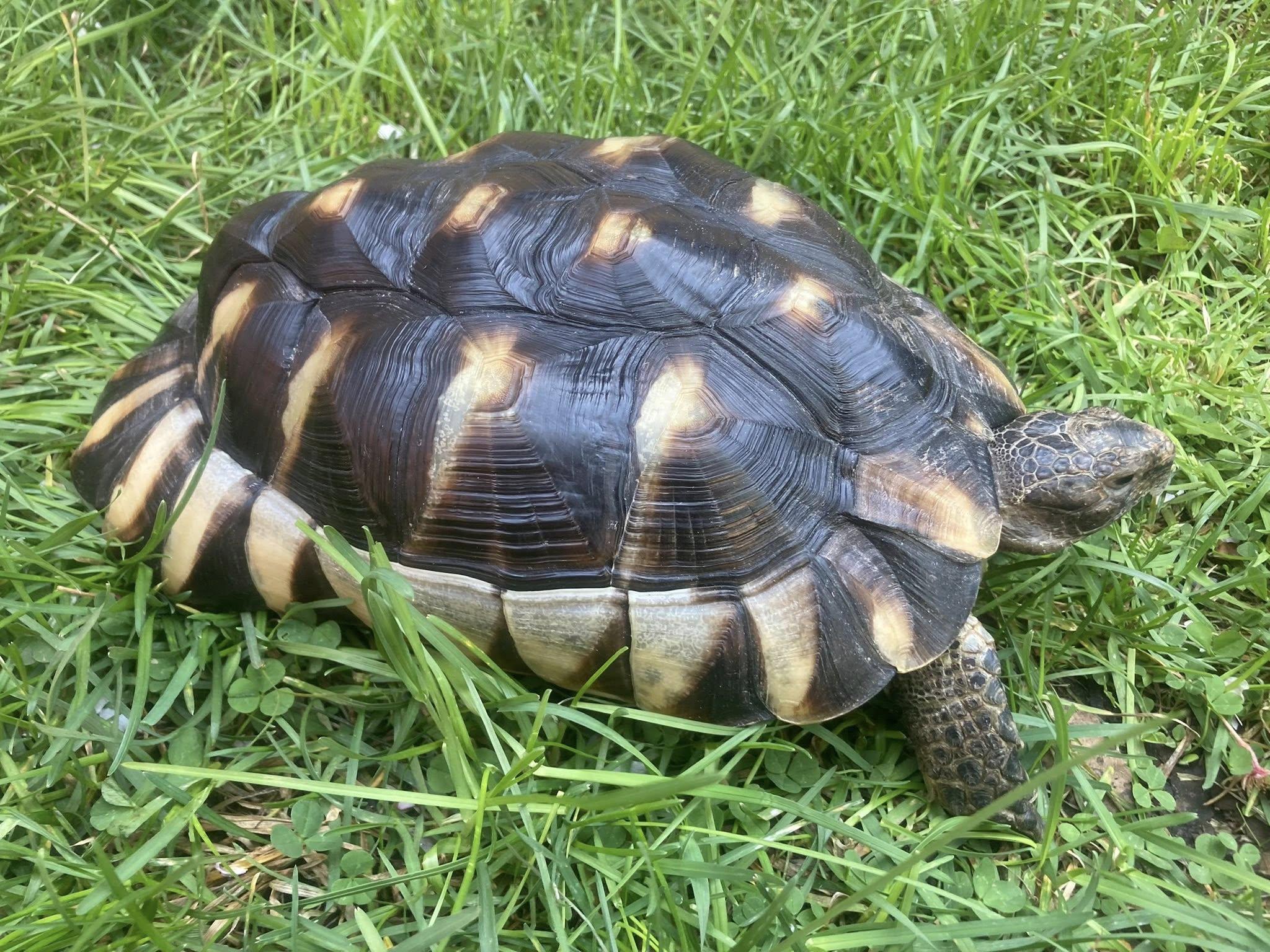 Marlin, a ADOPTABLE Tortoise in Palmerton, PA image 2/4