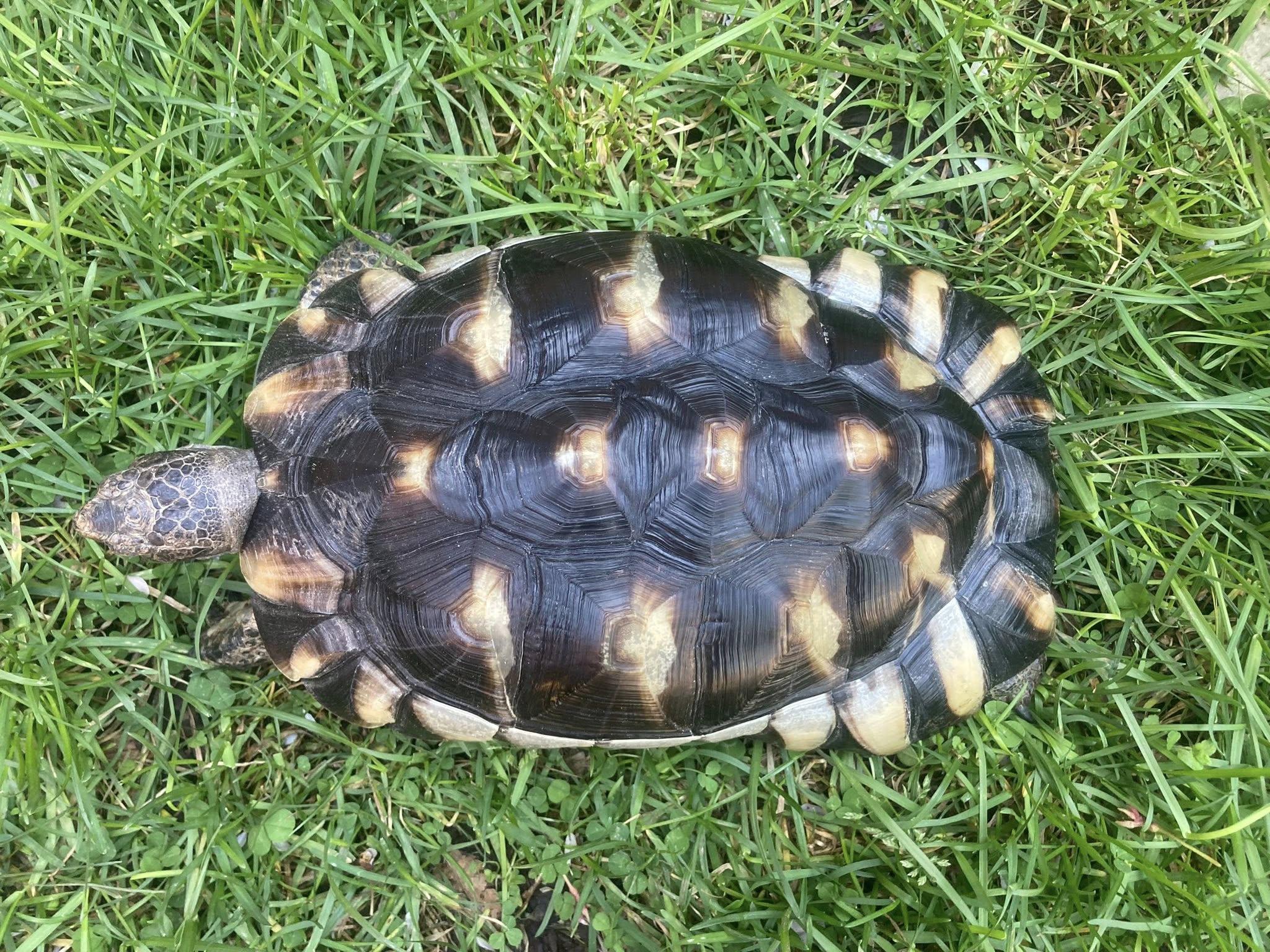 Marlin, a ADOPTABLE Tortoise in Palmerton, PA image 3/4