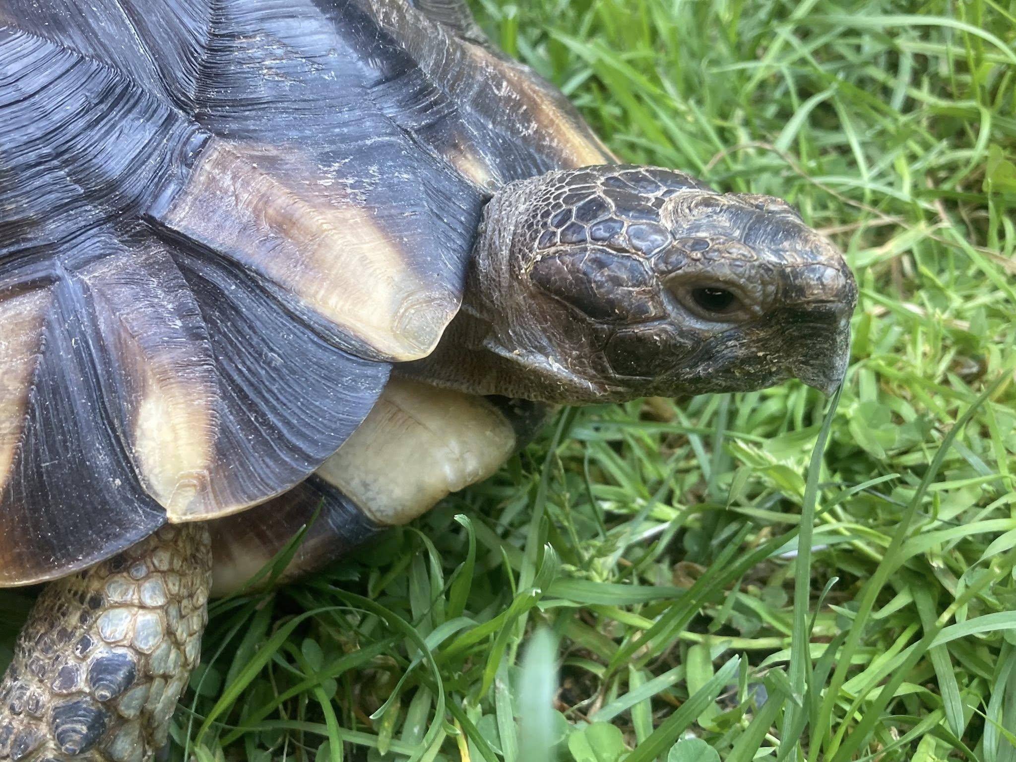 Marlin, a ADOPTABLE Tortoise in Palmerton, PA image 4/4