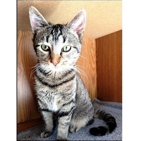 Clover, adopted, Young Female Tabby.