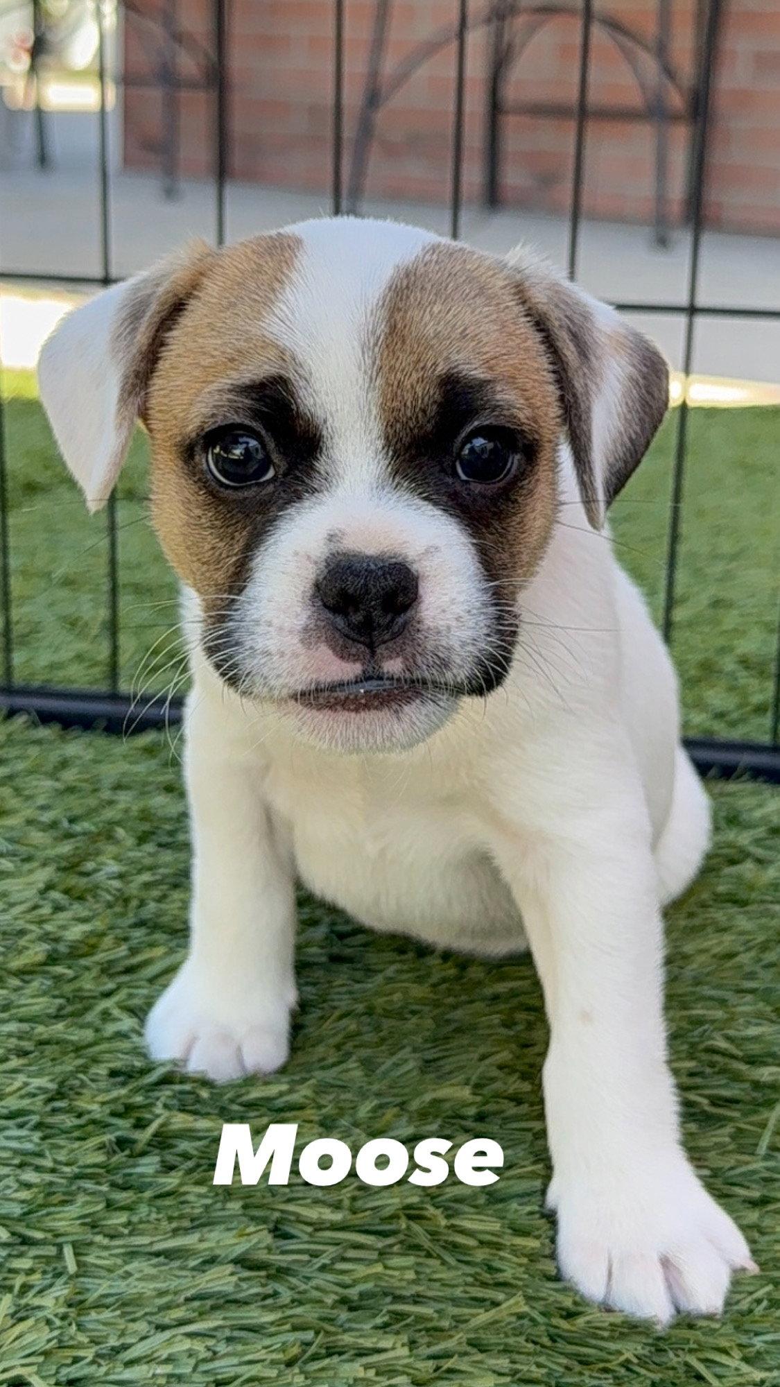 Enlarge Moose, a Adoptable French Bulldog in Orange, CA image 1/1