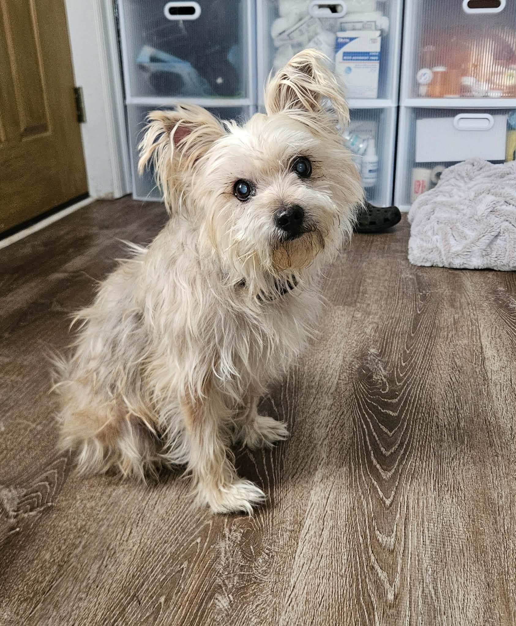 Enlarge Yasar, an adoptable mixed breed in China Township, MI image 3/6