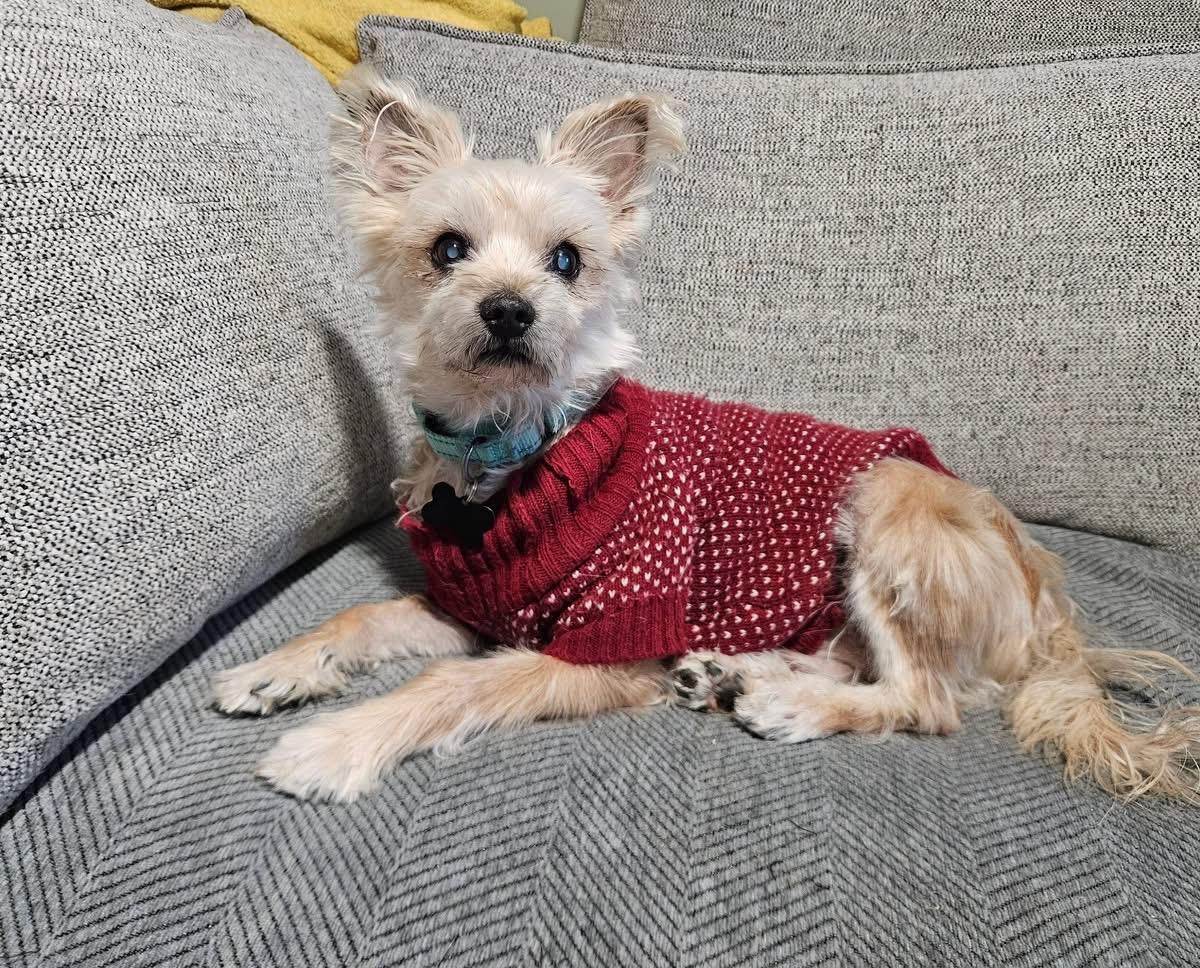 Enlarge Yasar, an adoptable mixed breed in China Township, MI image 1/6